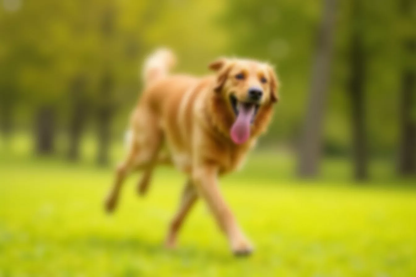 dog — How Much Exercise Does Your Dog Really Need? The Answer May Surprise You